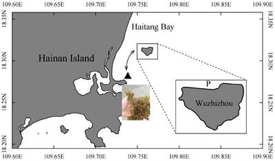 Sea Ranching Feasibility of the Hatchery-Reared Tropical Sea Cucumber Stichopus monotuberculatus in an Inshore Coral Reef Island Area in South China Sea (Sanya, China)